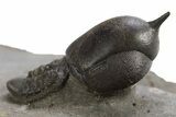 Pelagic Trilobite (Cyclopyge) Fossil - Huge Eyes #316655-1